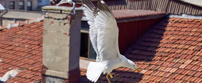 Residential Chimney Animal Removal Solution in Hilo, HI