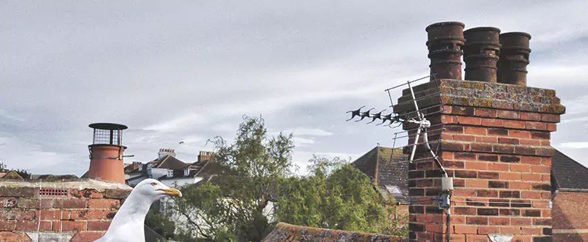 Chimney Cleaning And Restoration in Hilo, Hawaii
